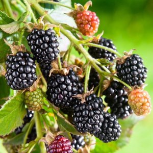 Černica nepichľavá (Rubus fruticosus) ´NAVAHO´ - skorá, výška 30-50 cm; kont.C1.5L/C2L